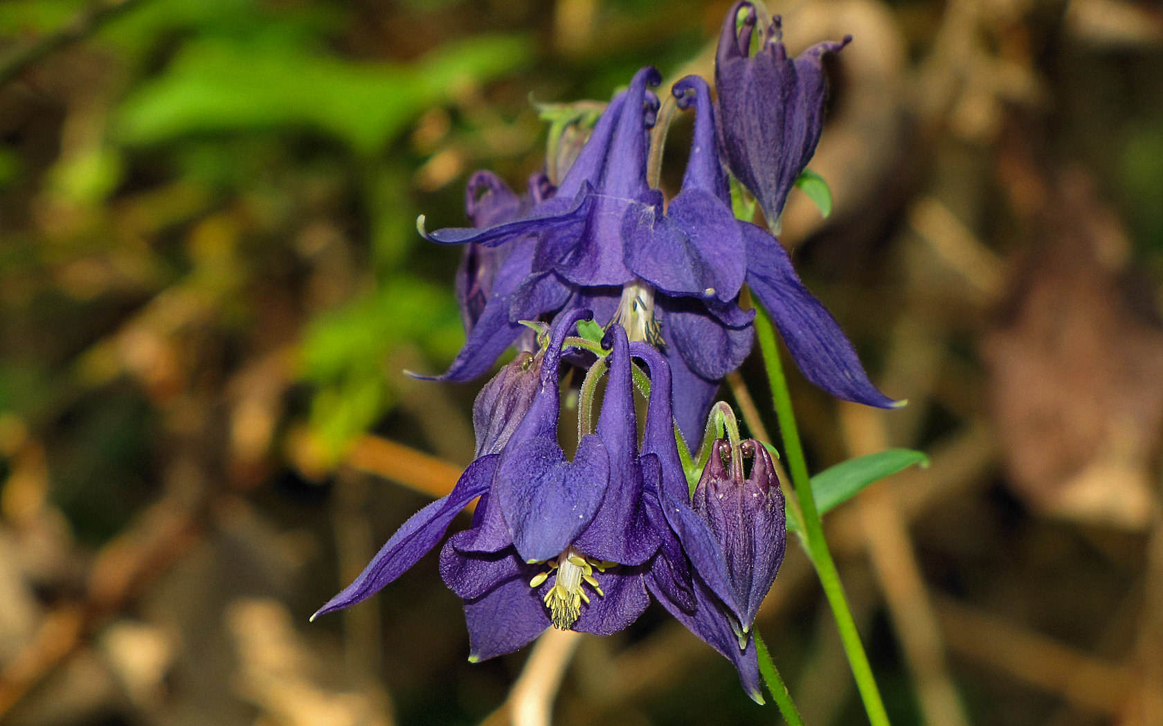 Aquilegia vulgaris?